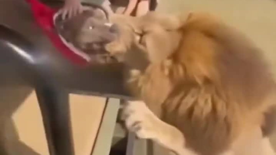 Is it real or AI generated video?