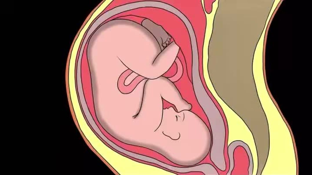 The Greatest Race of All Time | Fertilization How it Occurs Video